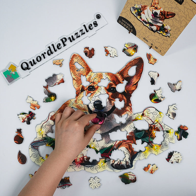 Roztomilý pes pembroke welsh corgi